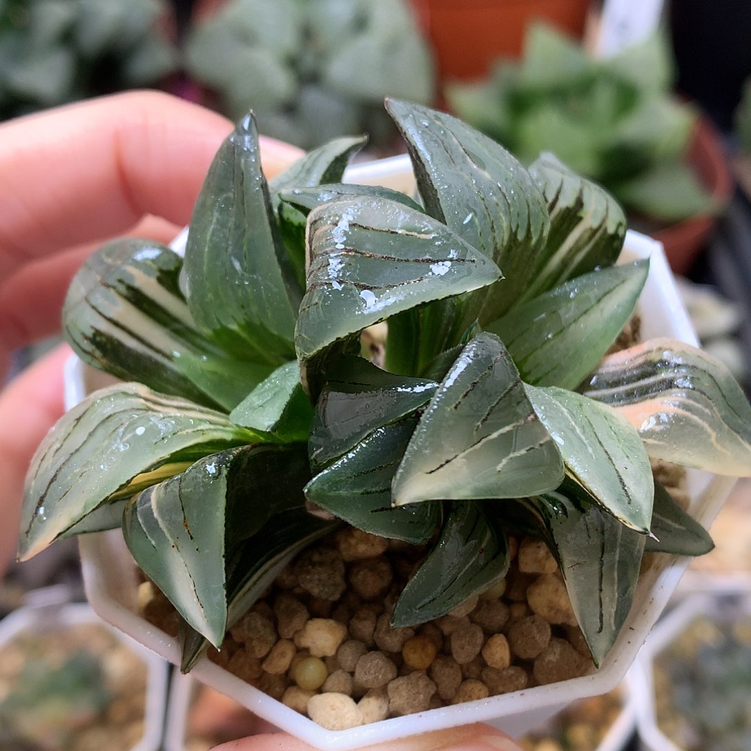 红纹寿锦带盆土发货tkll