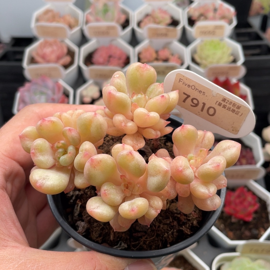 比尔盖茨7910-9.5厘米