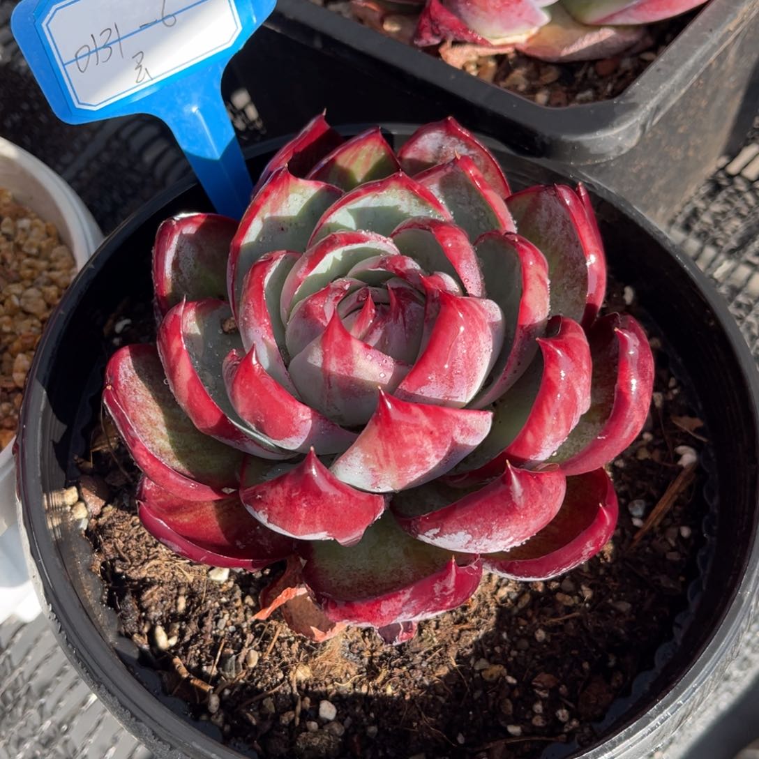 云舍多肉精选编号新年福利-6