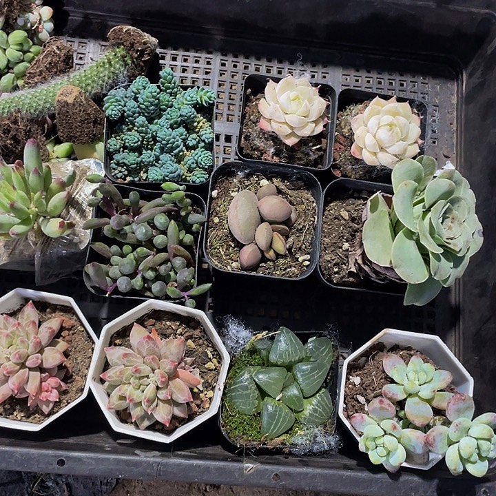 雨***天999号筐带盆土发货