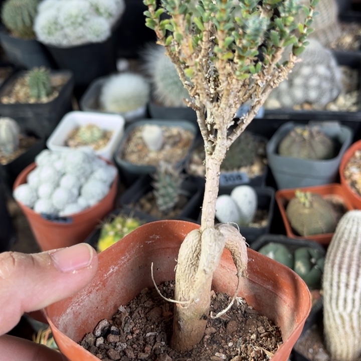 姬红小松一物一拍