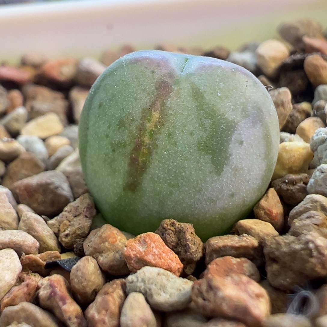 将杂锦 肉锥锦 肉锥植物