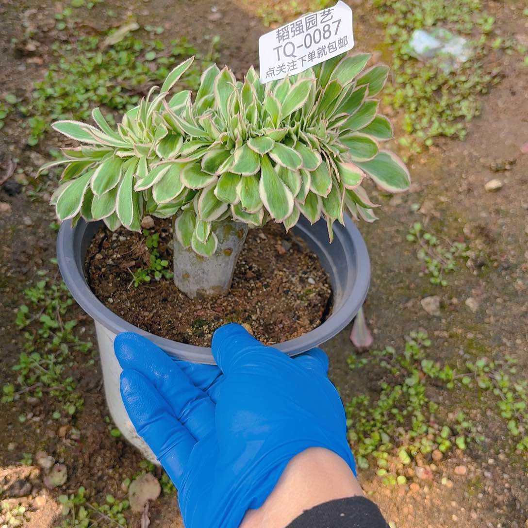 燕子锦缀多肉植物87
