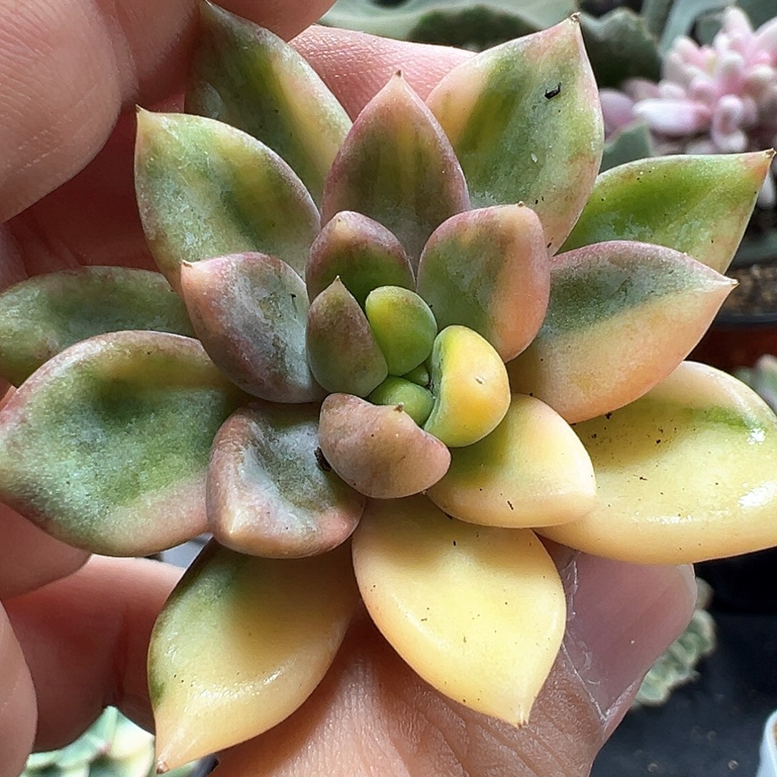 红象牙锦头盖小方花圃一物一拍