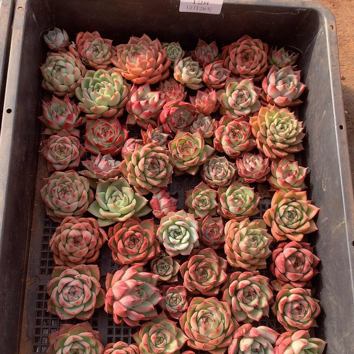 【闪购商品】云128号