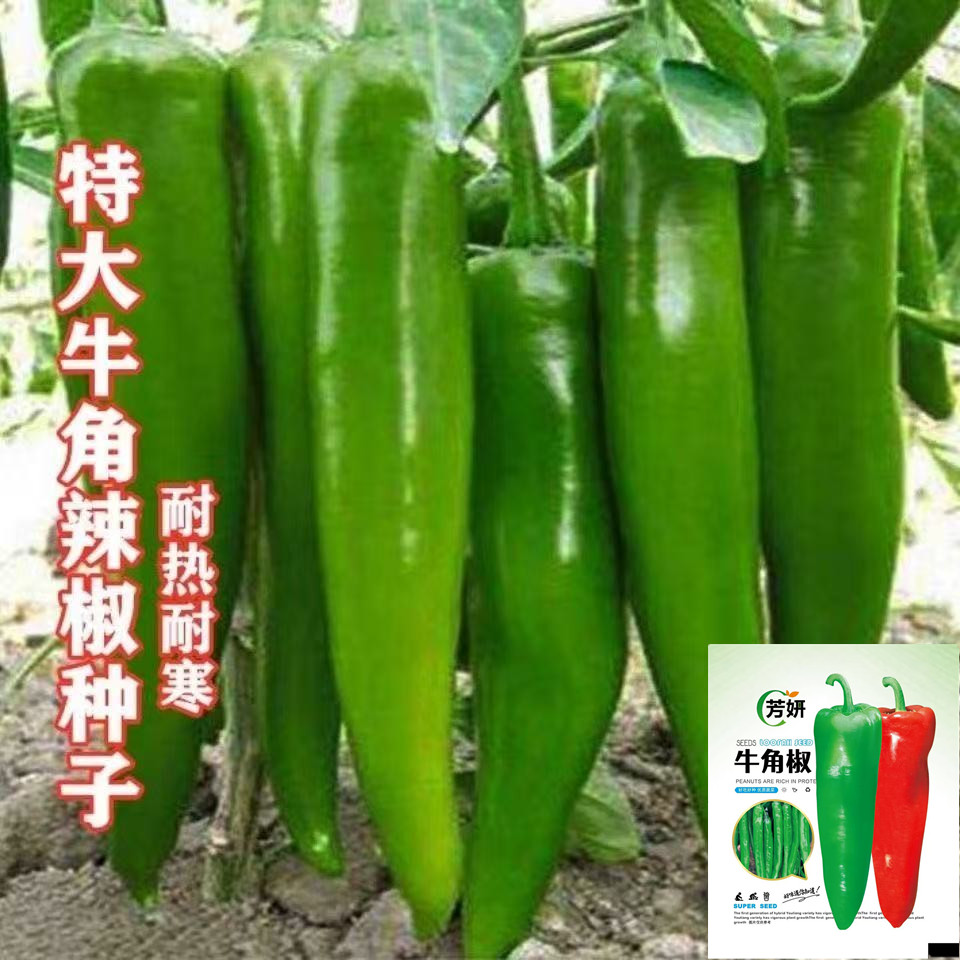 【辣椒种子牛角椒】籽种蔬菜种子四季种植家庭田园播种