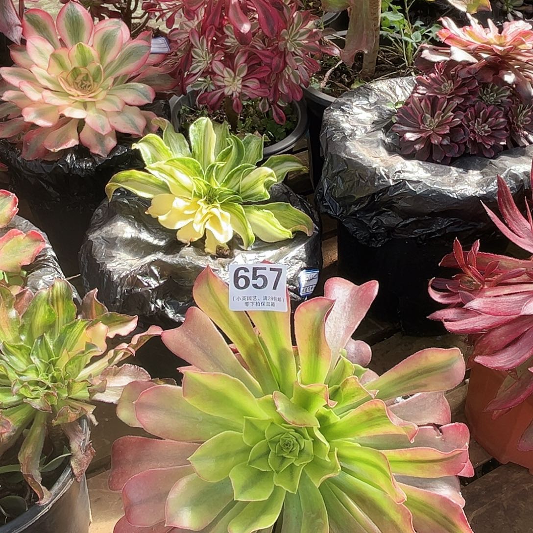 新品657多肉植物多肉植物