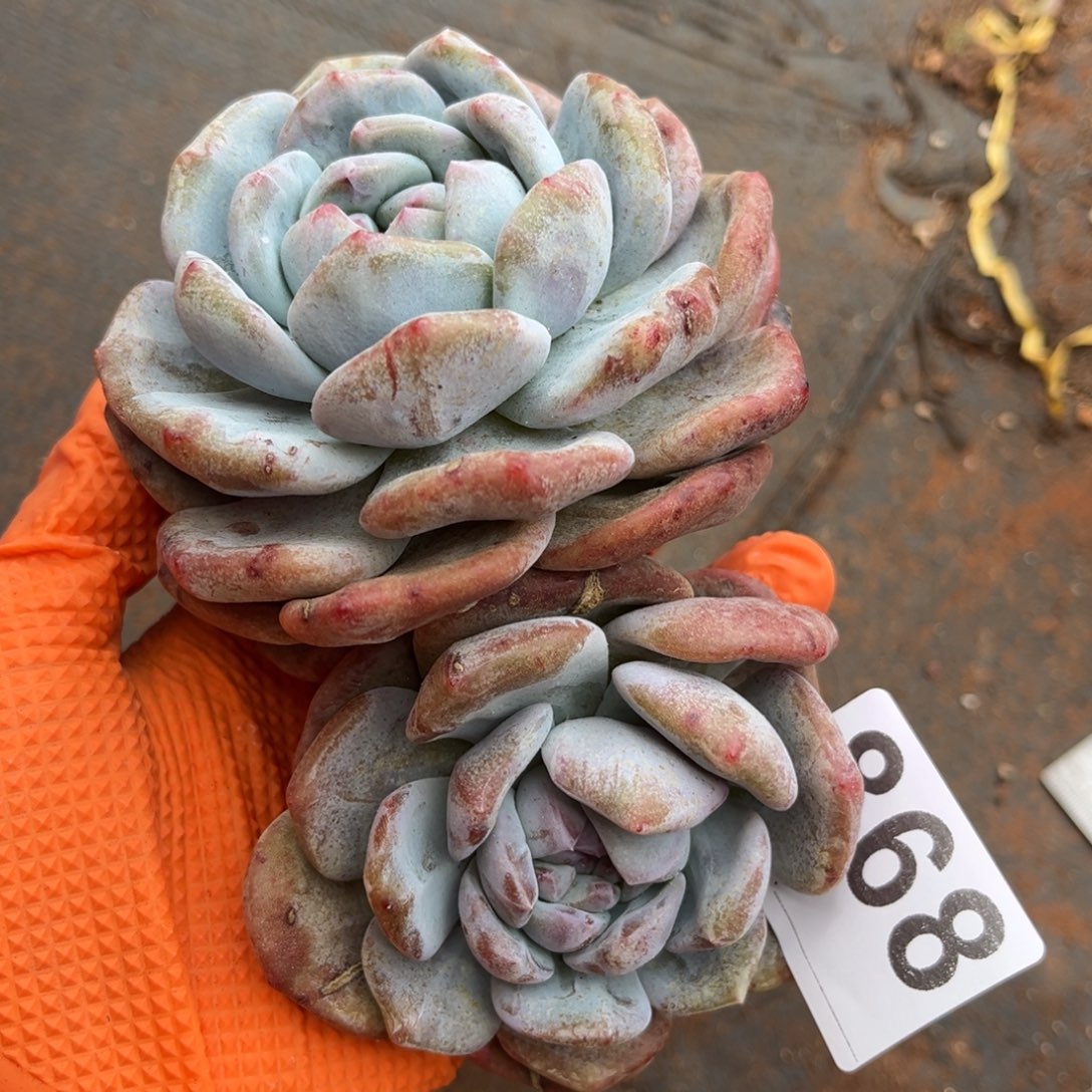 868号新疆西藏内蒙古不包邮的