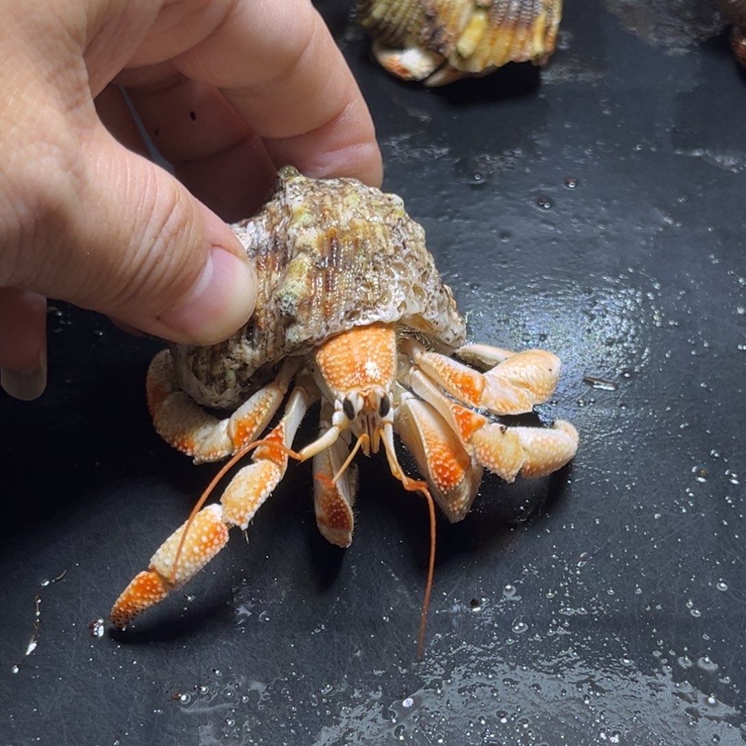 闪15号毛球2.8口径