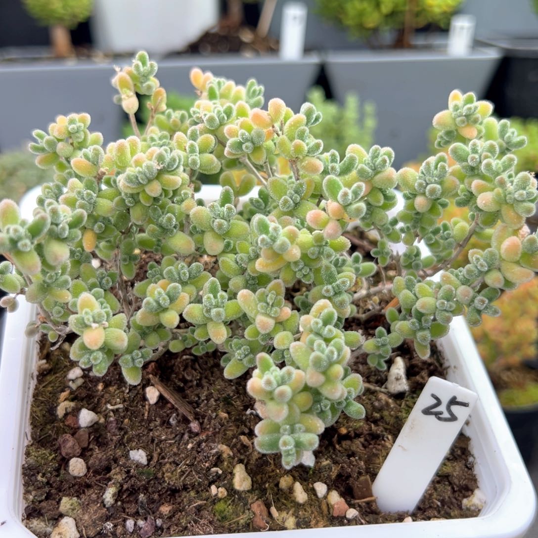 奶油黄冰晶25号12厘米盆