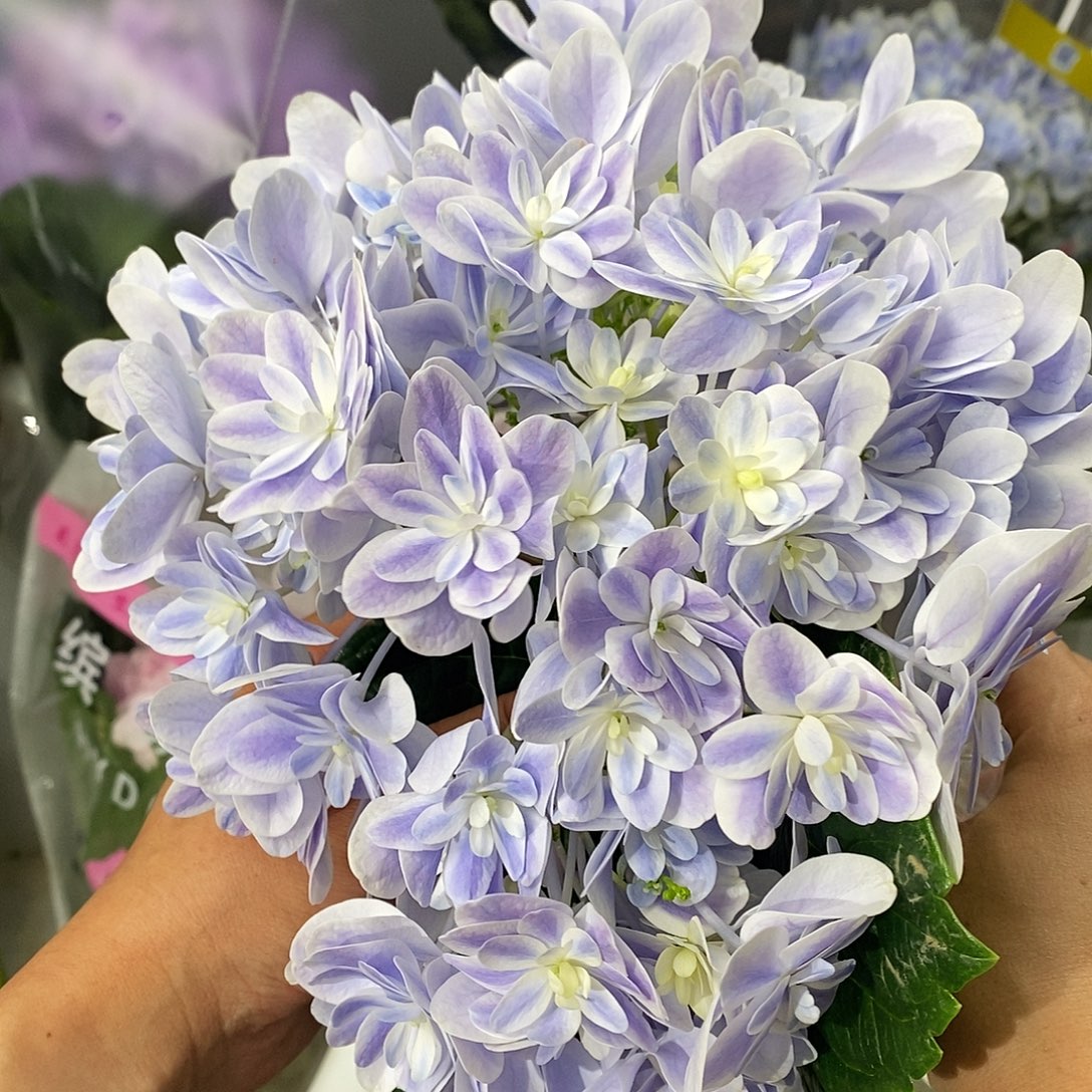 加购55号绣球/有色差介意勿拍/3单冷链包邮/偏远补运费发德邦