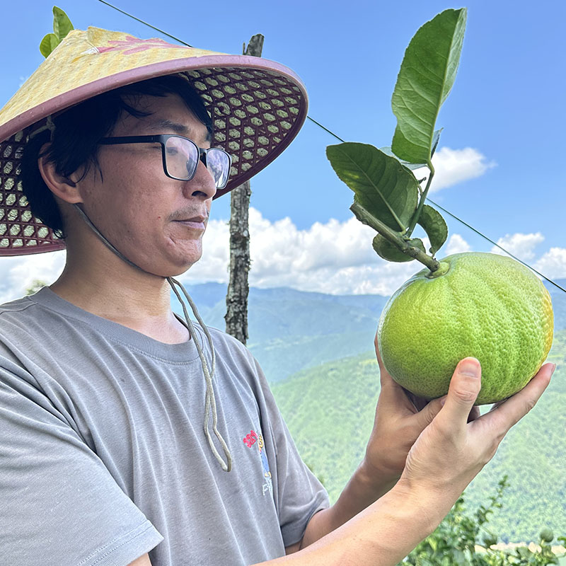 【A02-A10号】云南新鲜水果香橼佛手柑观赏摆件