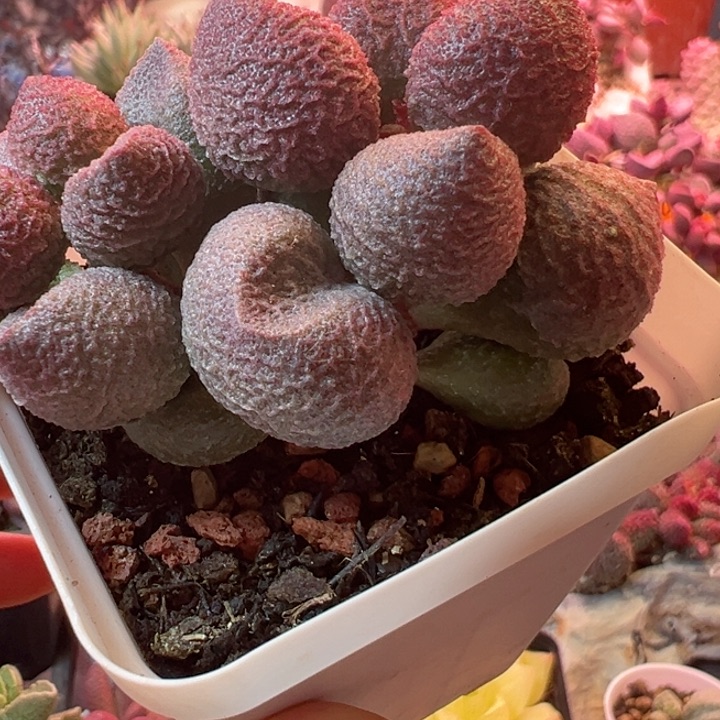 感谢支持一物一拍