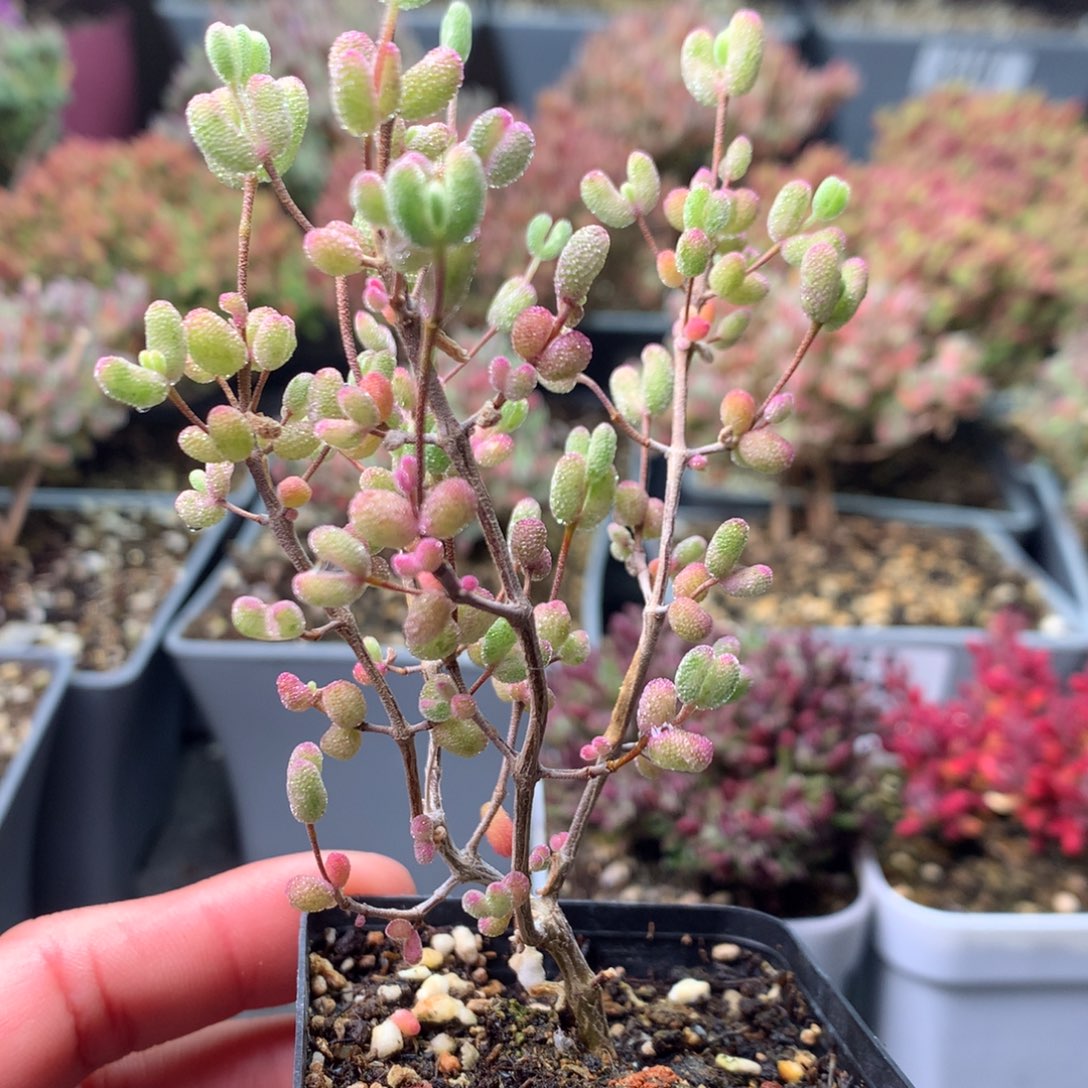 526白虎斑锦 。    
