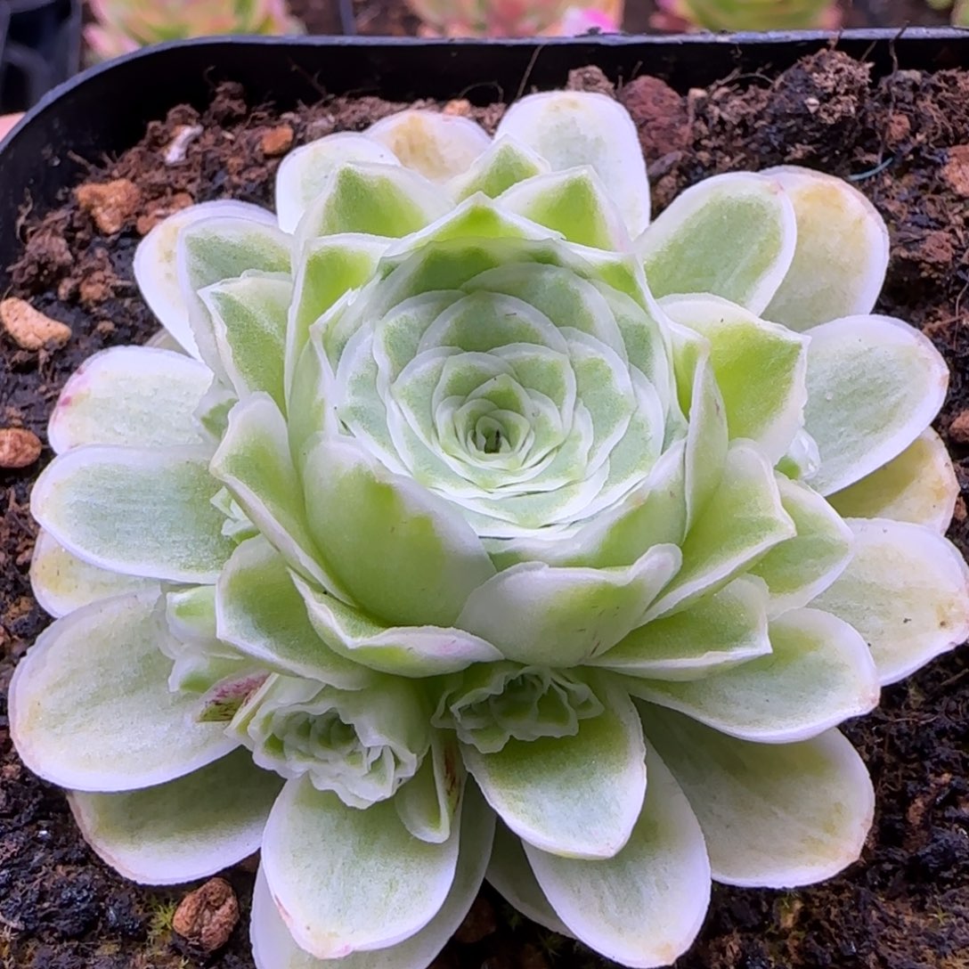 秋夕锦山地玫瑰十方杯403