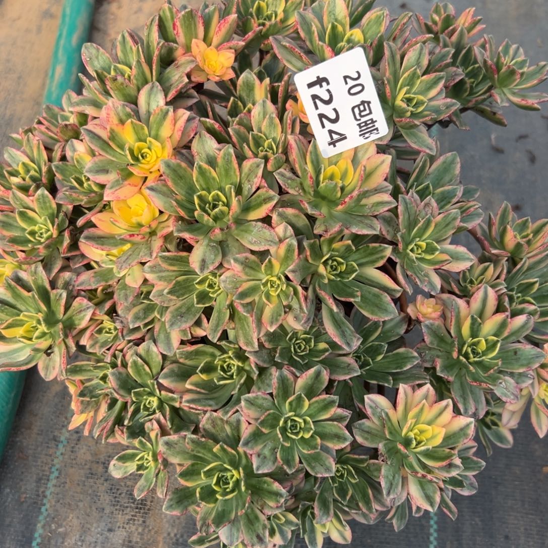 224甜茶，满20包邮嘟叮熊