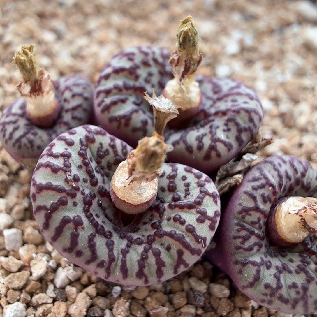 2.2.58/霓虹安贞四头/多肉植物