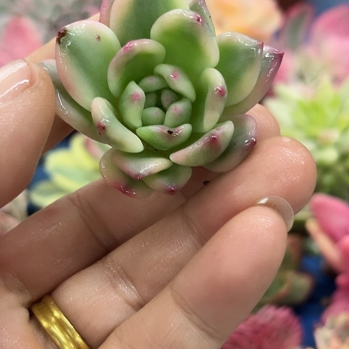 3569爱丽儿锦无根可嫁接