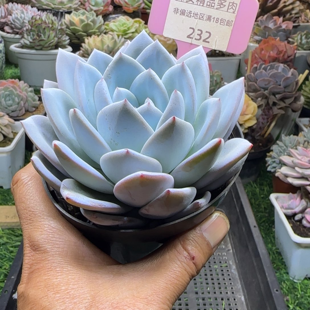 锦安精品多肉植物232