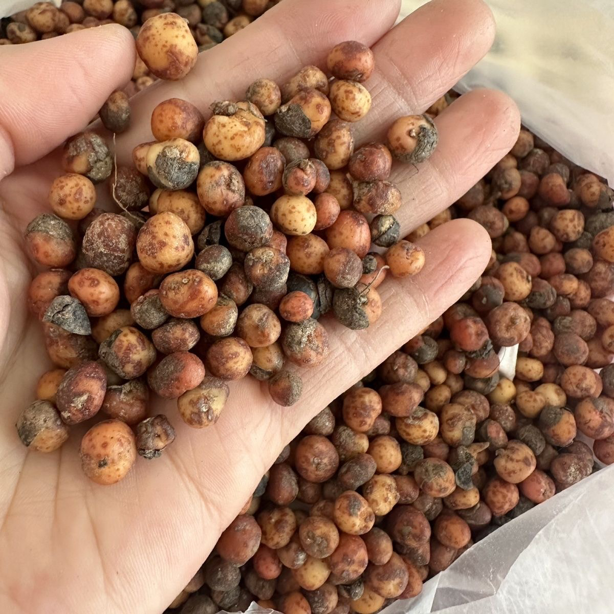 广西新鲜地下明珠 20粒一份落地珍珠 一粒金丹 包邮