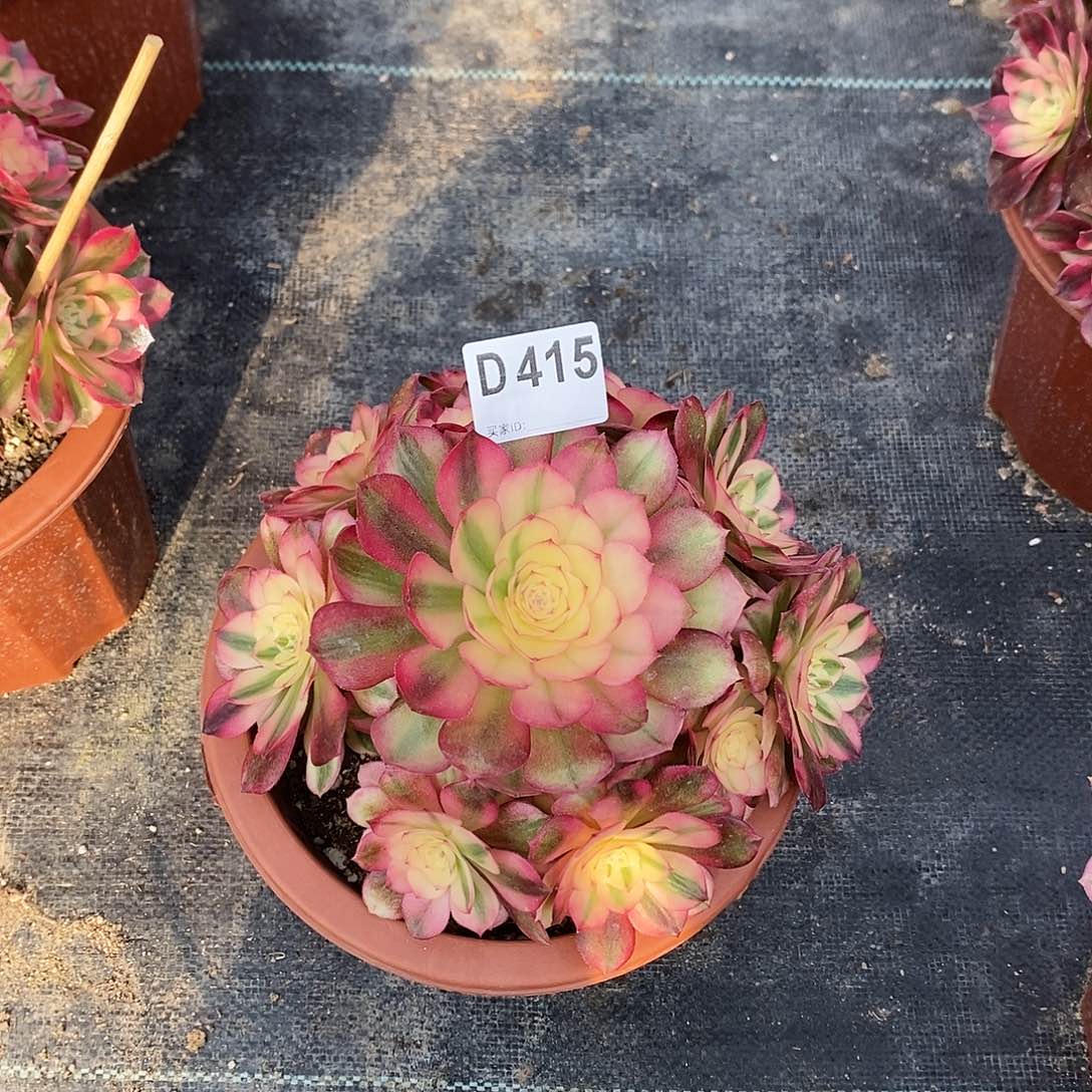 旭***妈荔枝415炖肉111111小棵