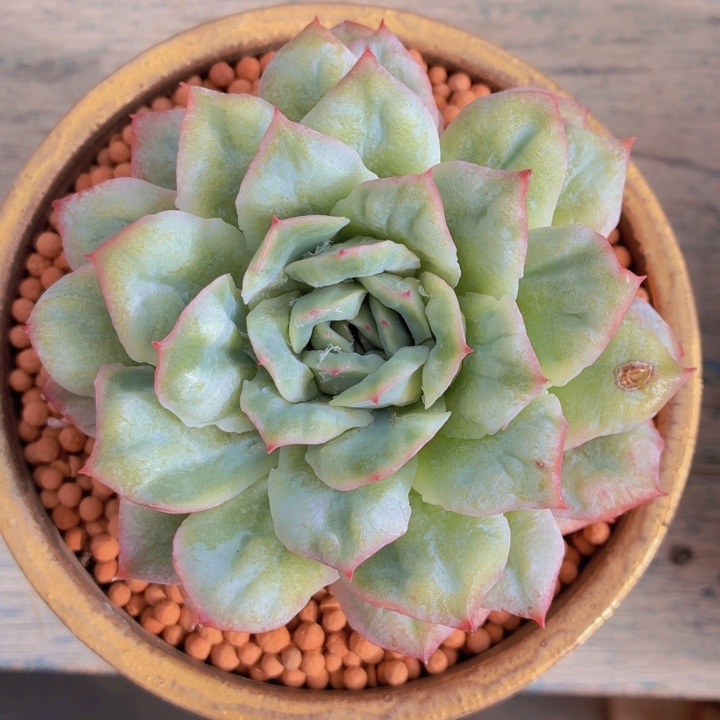 多肉泡泡纱一物一拍