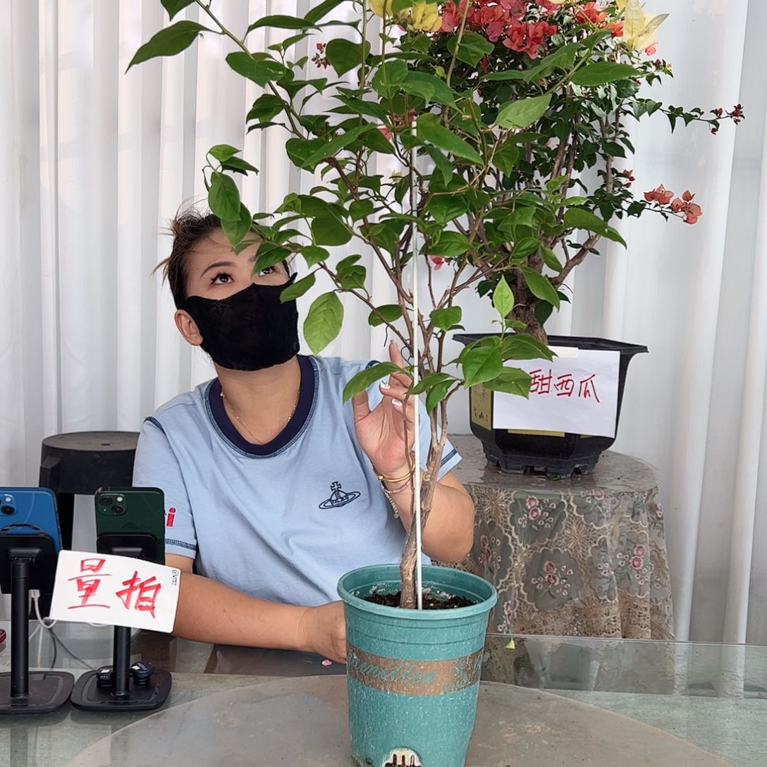 当前无花栽培后可以开花苏瓦那带竹一棵