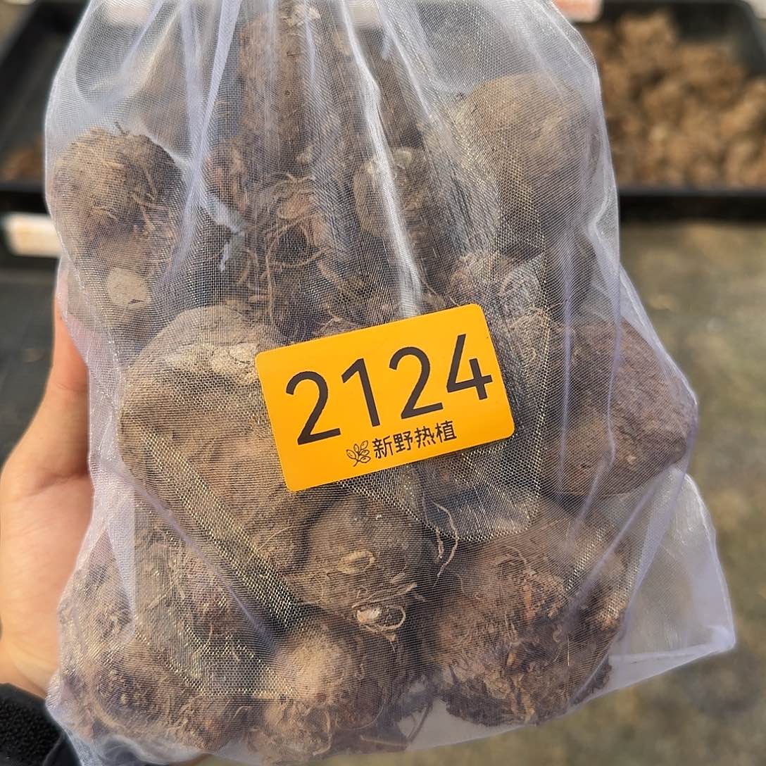 完全开放2124盲盒种球裸球不售后