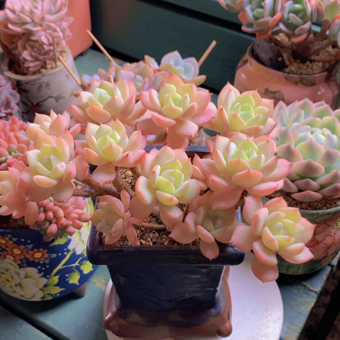 恋曲朵朵无砍自然群