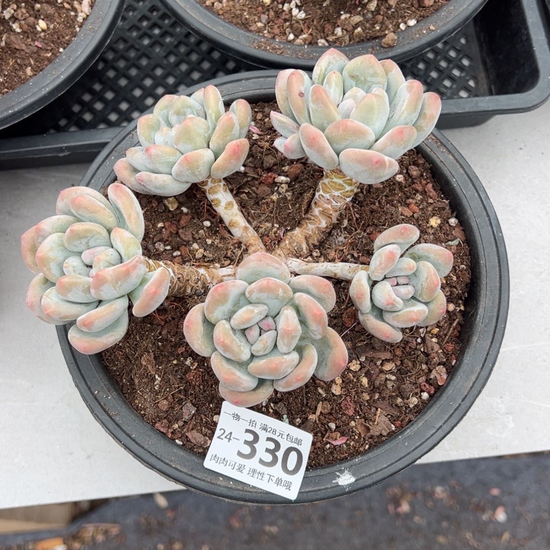 香水多肉多肉多肉多肉