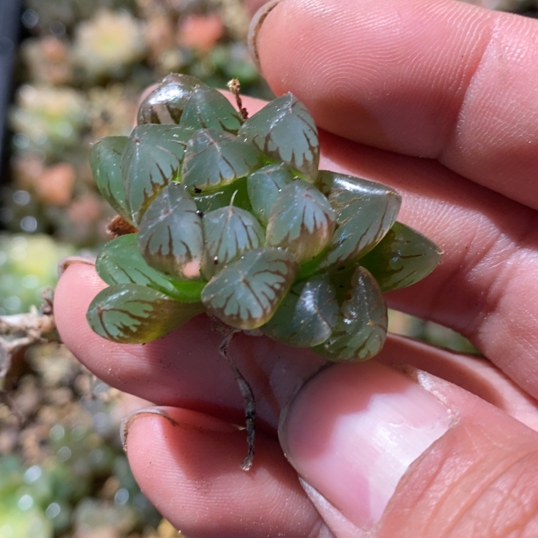 爱***琪687 一颗福利。   