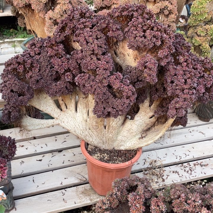 法师老桩缀化欧紫