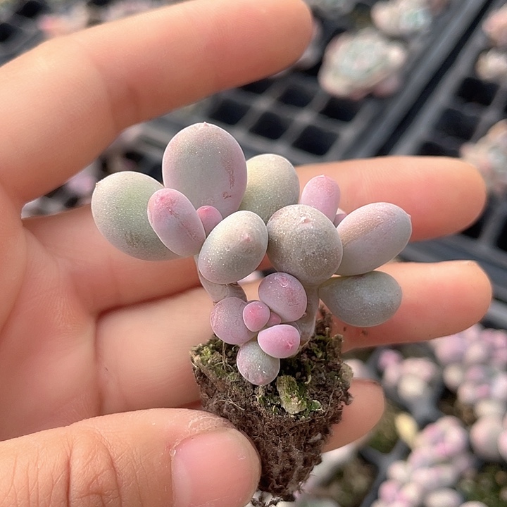 一我一拍满18包邮
