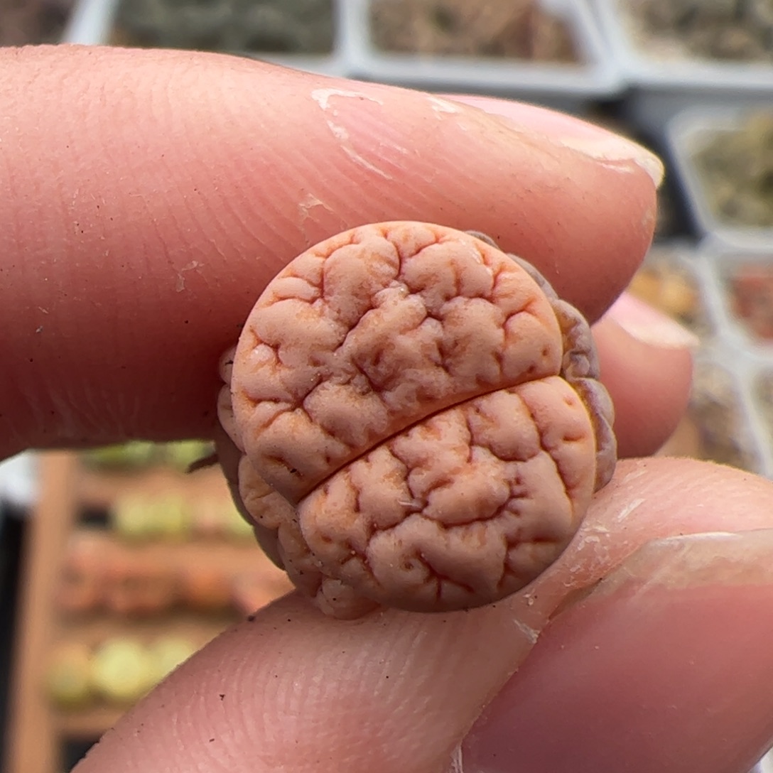 0376号拿铁189 多肉植物