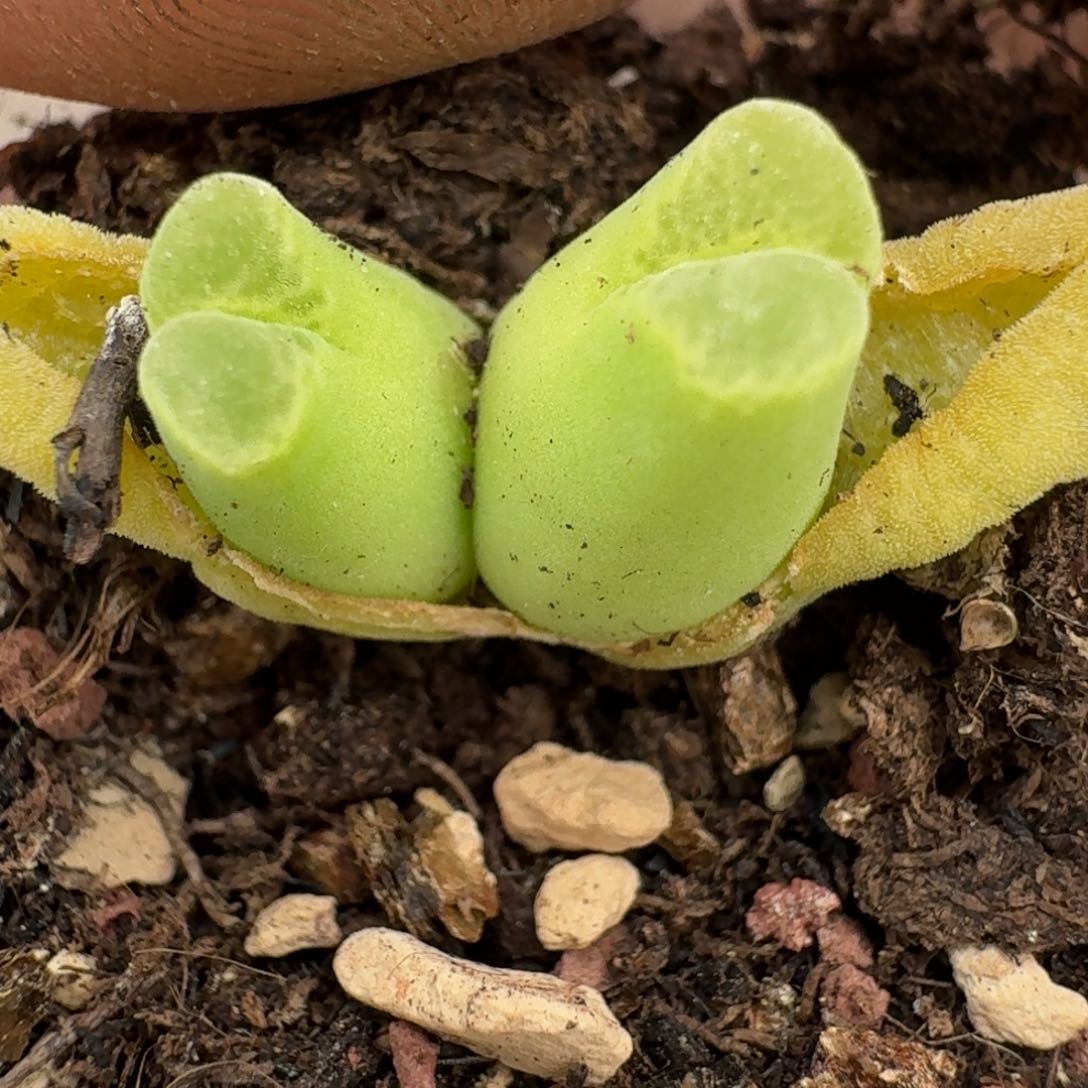 199奶瓶双头8569859待人s ju