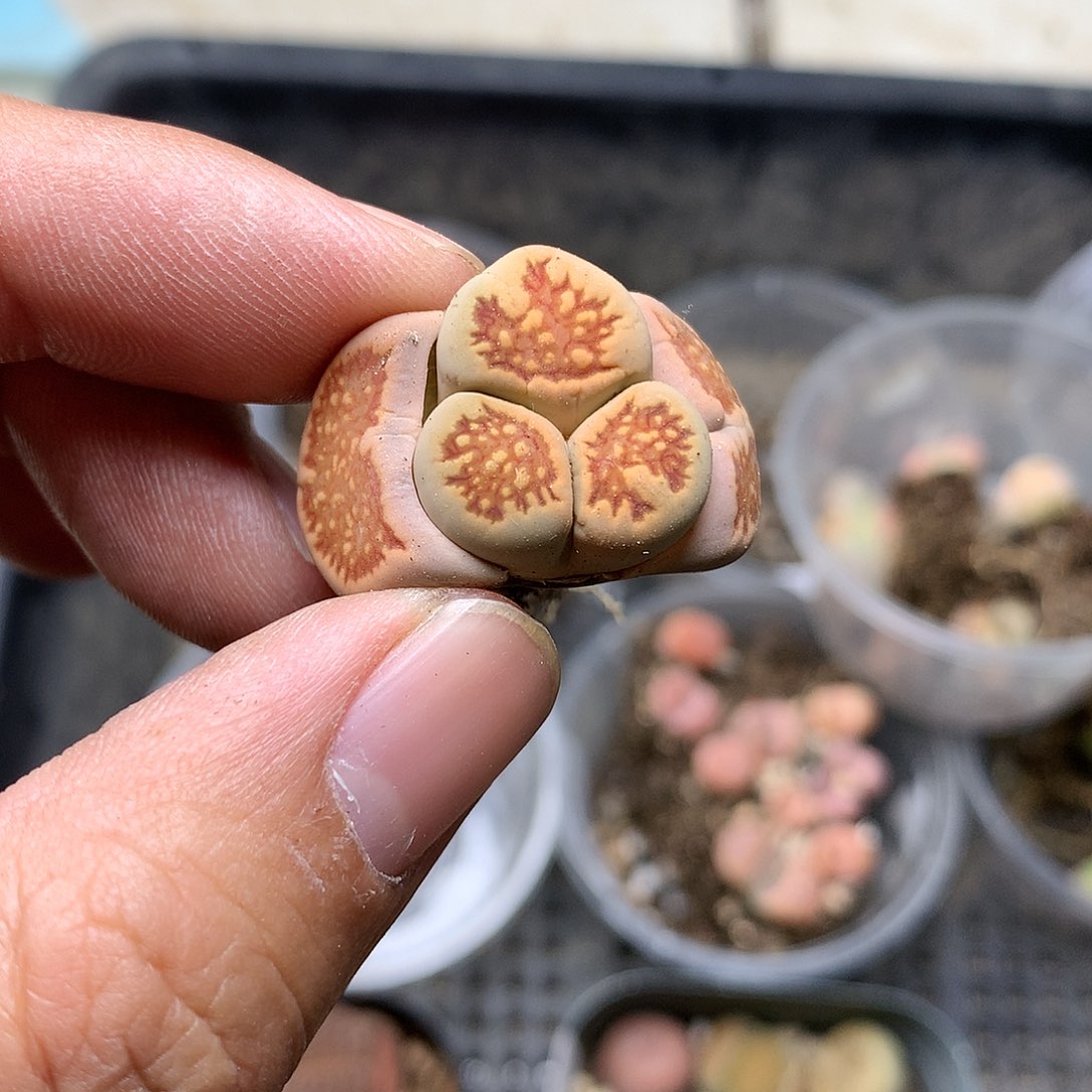 H210多肉植物保护