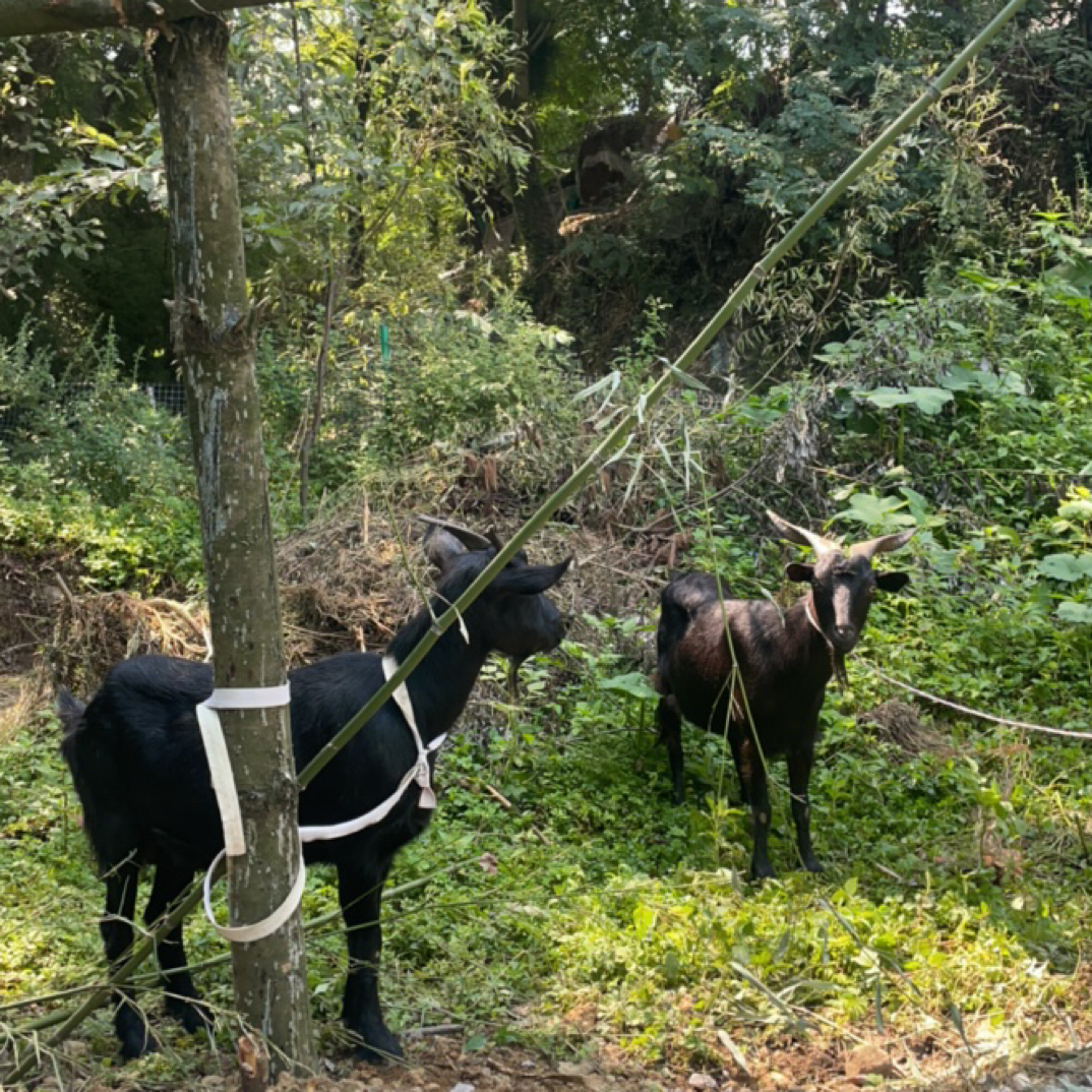 顺丰包邮 现称小凉山 彝家黑山羊肉