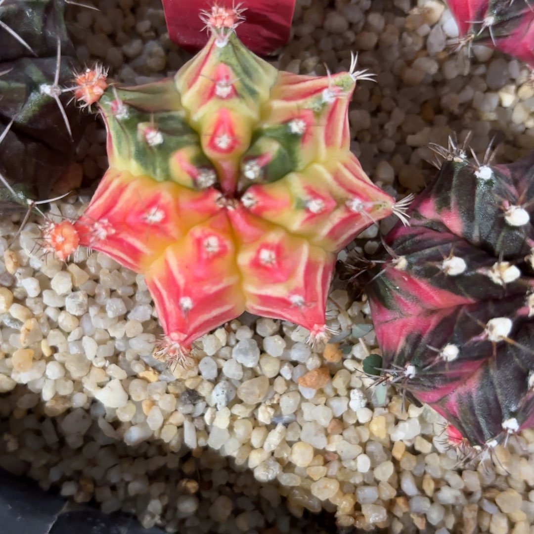 263-1201泰国发货多肉