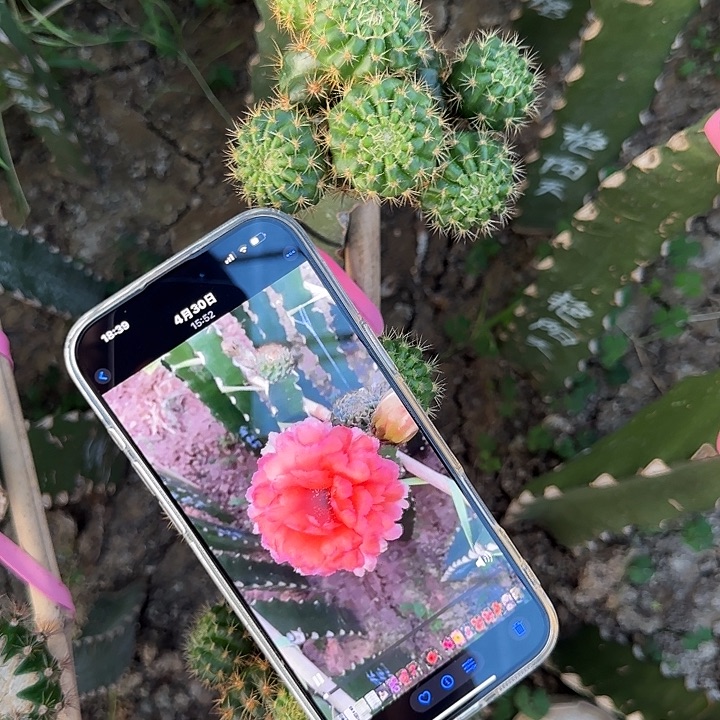 金牡丹无根侧芽两公分左右嫁接用