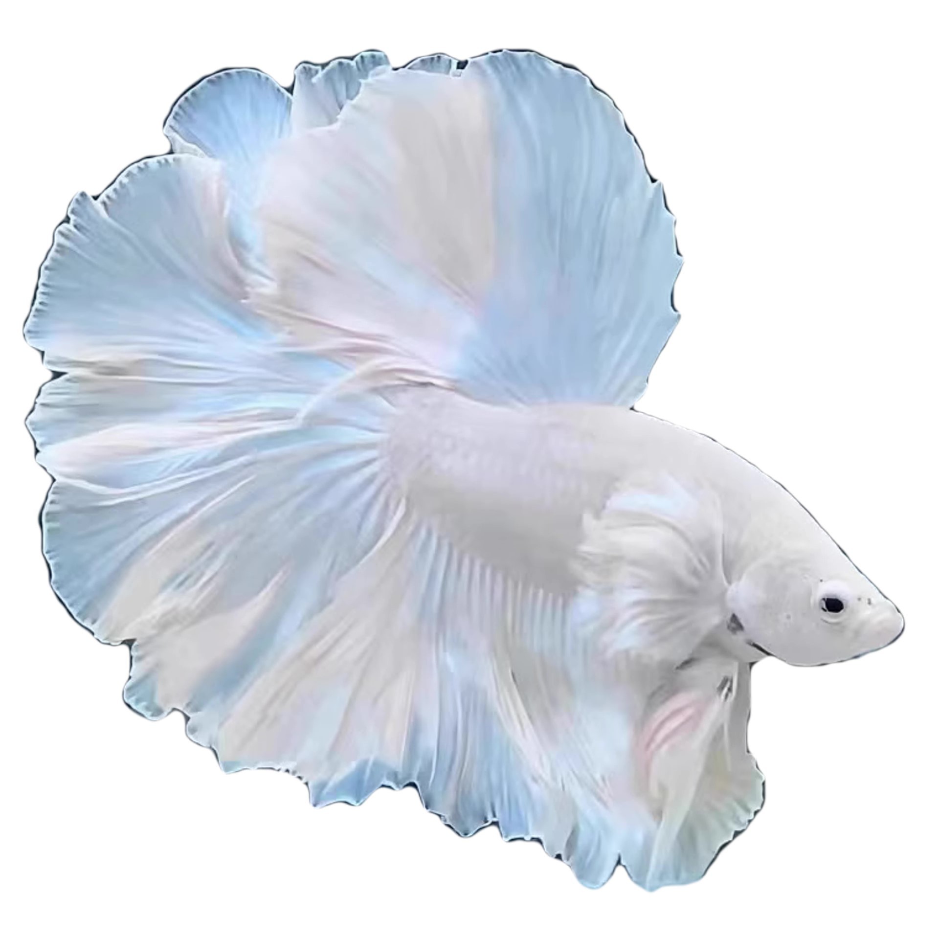 A11(241-264)精品泰国斗鱼小型热带观赏鱼