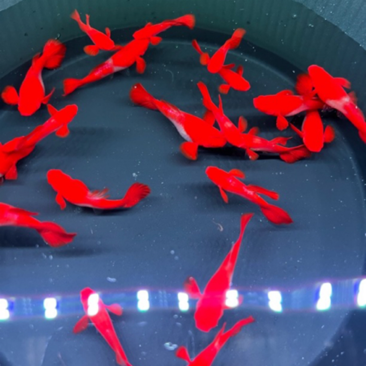 精品通背双分水孔雀鱼