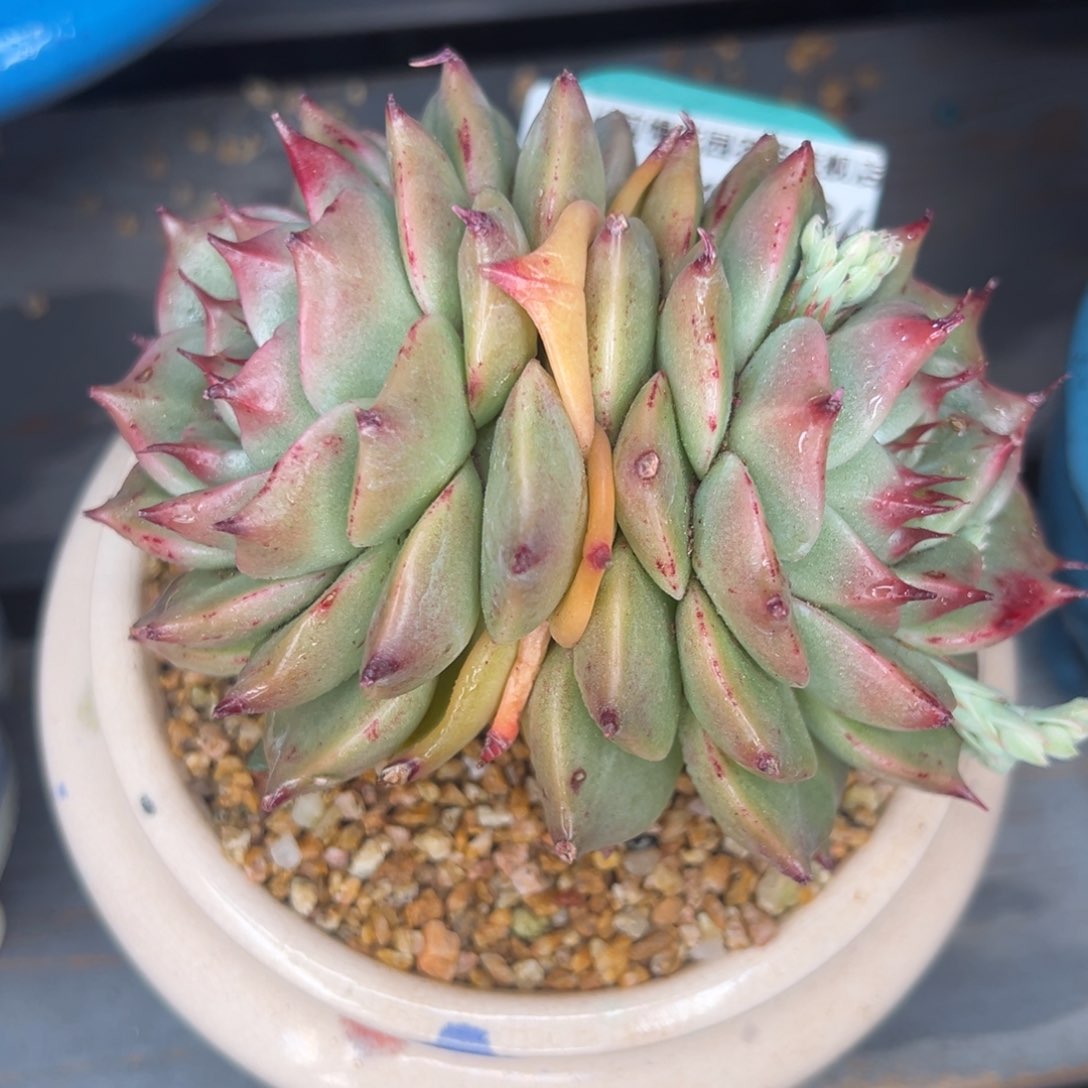 从前慢多肉精选编号0314.184