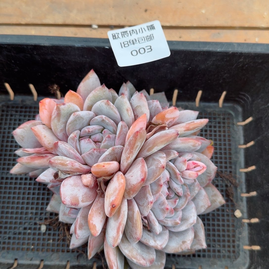 多肉植物石榴籽群003