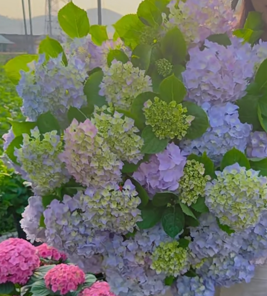 开心花园 贵州露天绣球【易多梦幻】桩子不带花青苗发货 