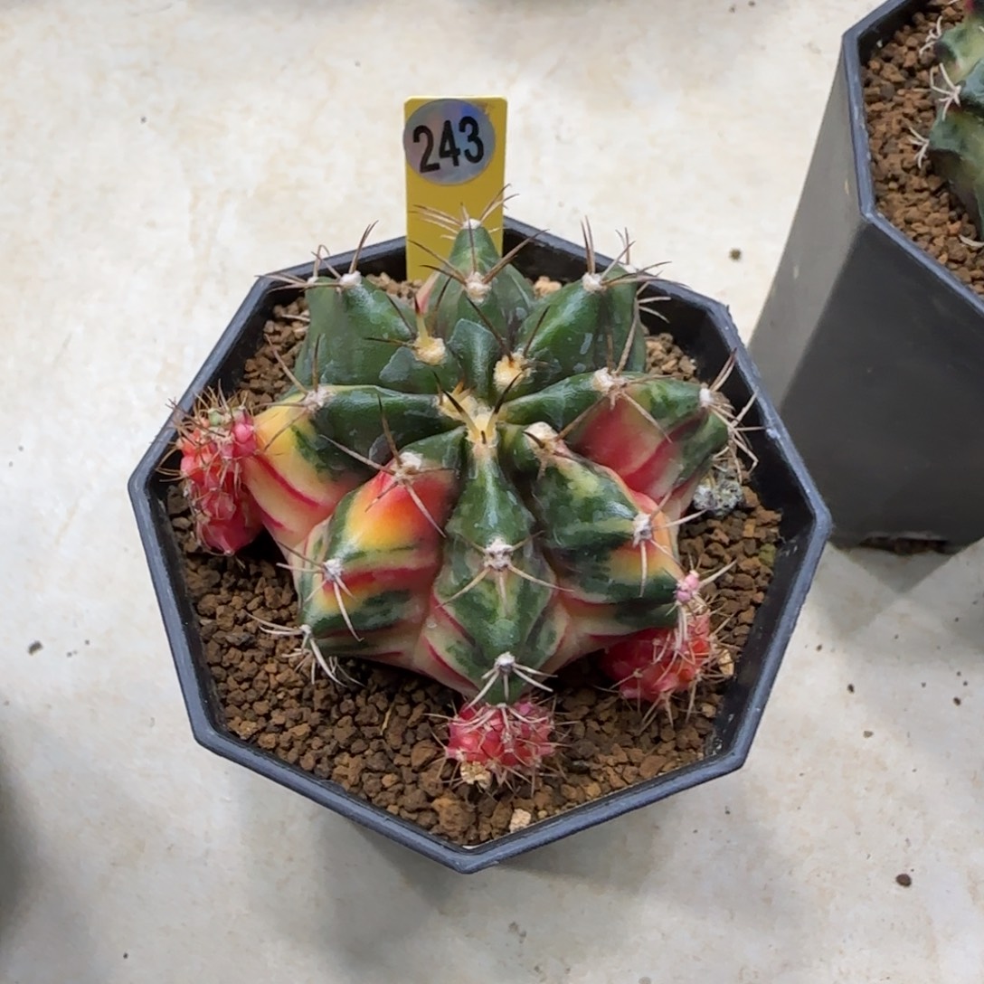 243号泰系实生米哈锦