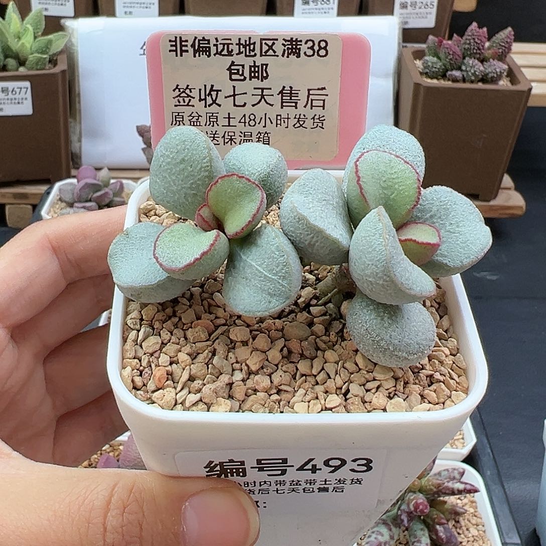 493白雪公主多肉