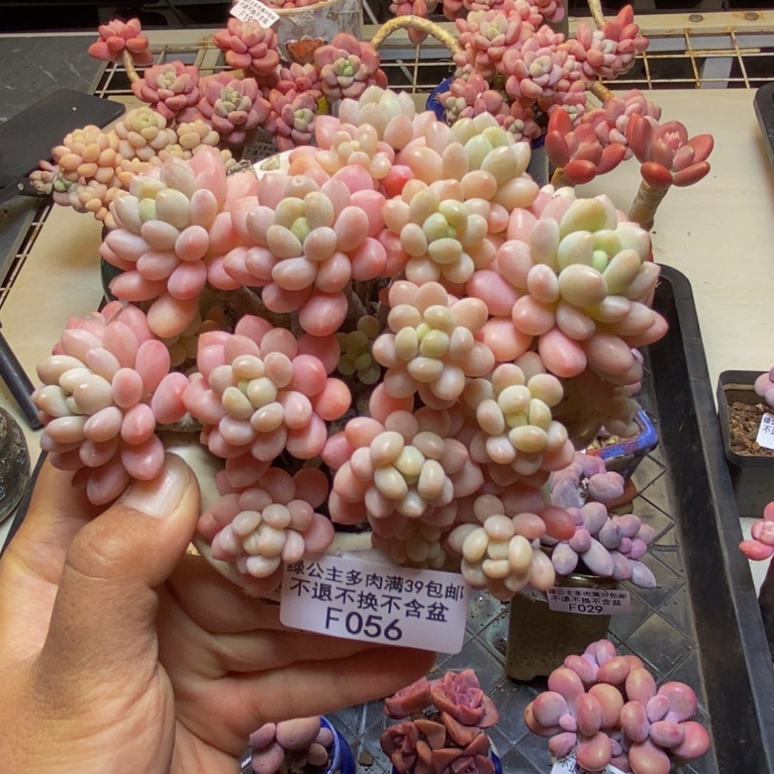 056鱼子酱多肉12cm