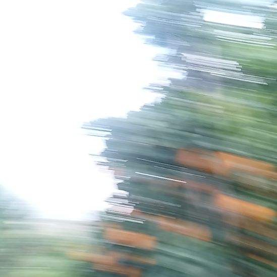 柑橘涌泉蜜桔成熟了