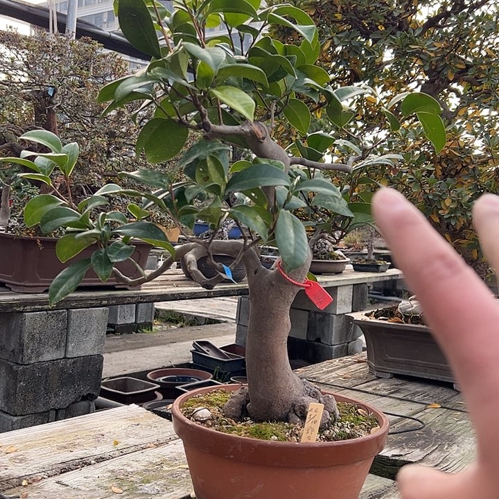 无花朵盆景不包邮7181