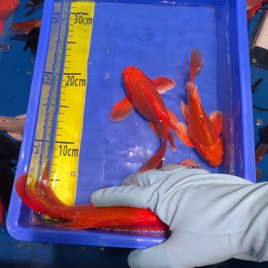 中国大陆蝴蝶鲤红色两条